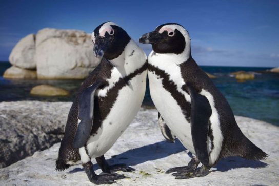Сообщение об очковом пингвине
