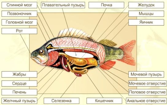 Органы костной рыбы