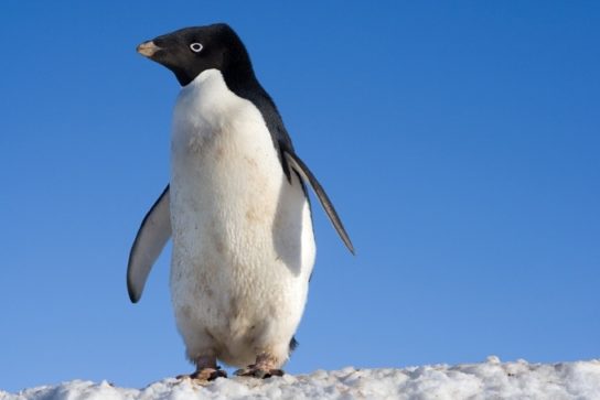 Как выглядит пингвин Адели