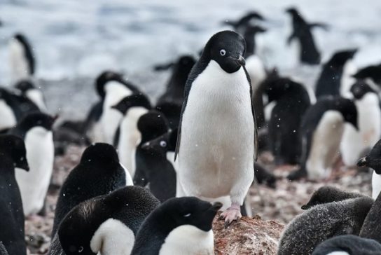 Особенности пингвина Адели