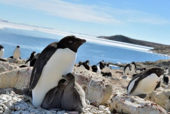 Как размножается пингвин Адели