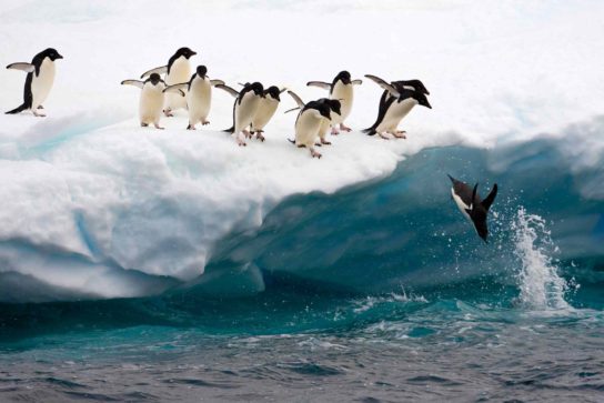 Численность пингвинов Адели