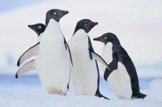 Фото пингвина Адели