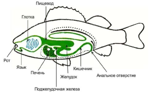 Пищеварительная система костных рыб
