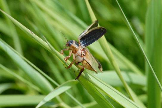 Образ жизни жука-плавунца