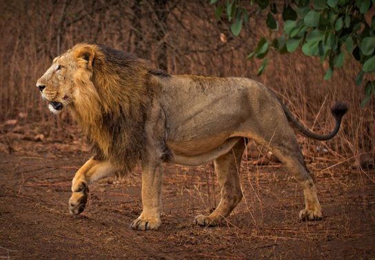 Образ жизни сенегальского льва