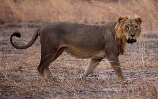 Внешний вид сенегальского льва