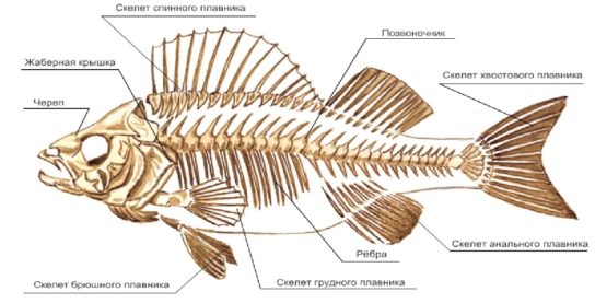Скелет костной рыбы