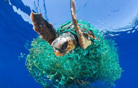 Последствия загрязнения океана пластиком