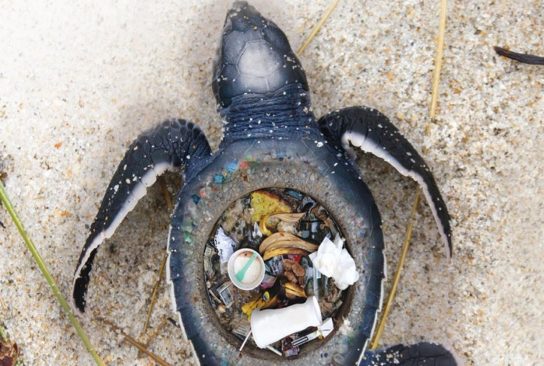 Статьи про загрязнение океана пластиком