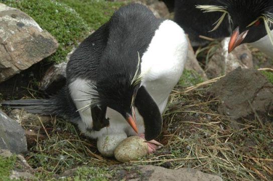 Как размножается хохлатый пингвин