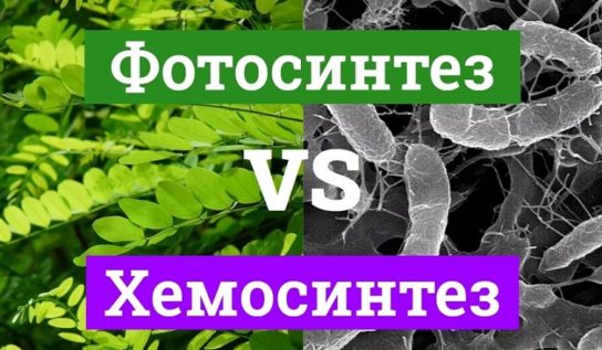 Сходства и различия хемосинтеза и фотосинтеза
