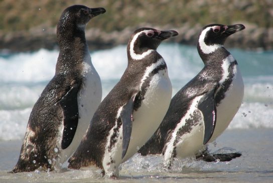 Чем питаются магеллановы пингвины