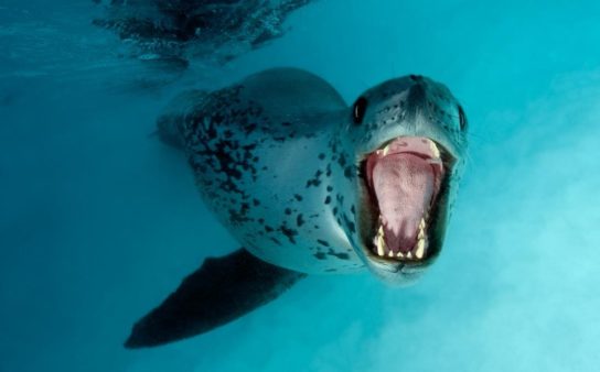 Факты о морском леопарде