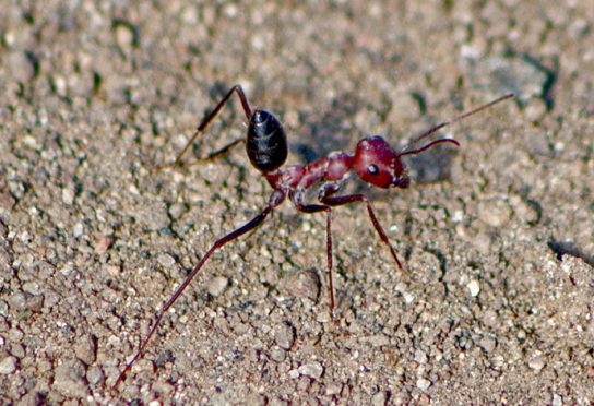 Фото муравья-бегунка