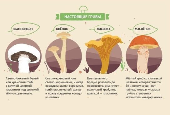 Какие грибы являются ядовитыми