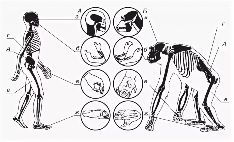 Что отличает человека от человекообразных обезьян общий план строения