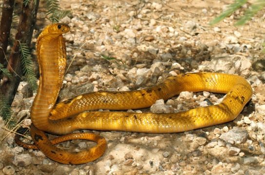Ядовитая змея - желтая кобра