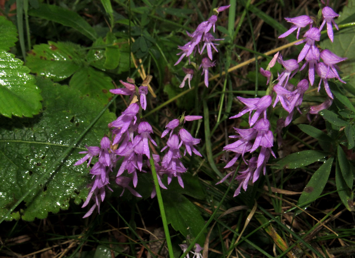 Гнездоцветка клобучковая (Neottianthe cucullata)