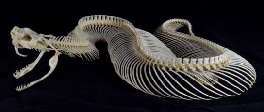 Скелет кассавы