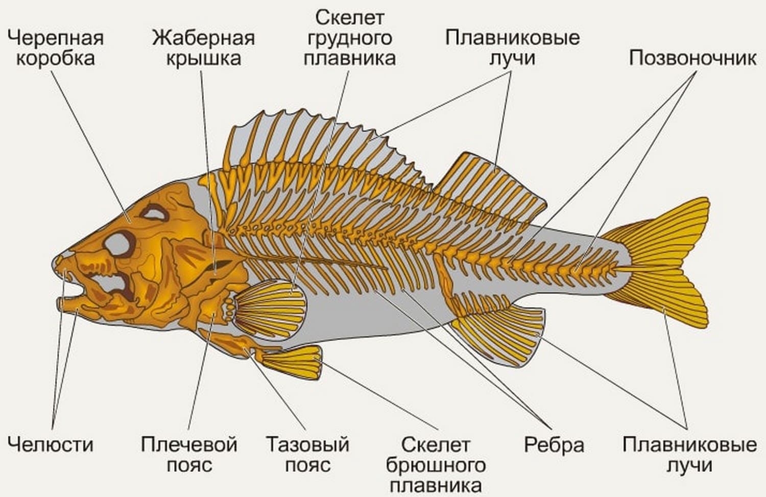 Строение рыбы — внешнее и внутреннее строение, его особенности