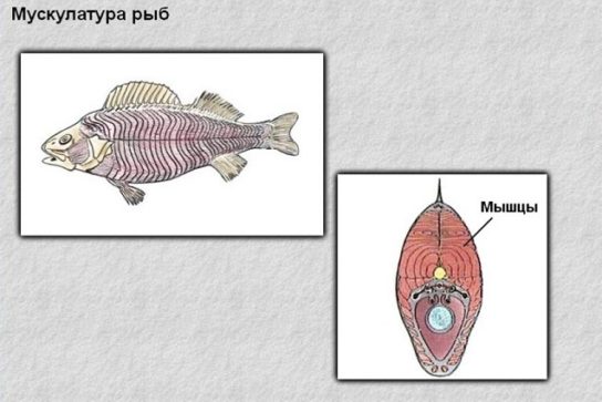 Мышечная система рыбы