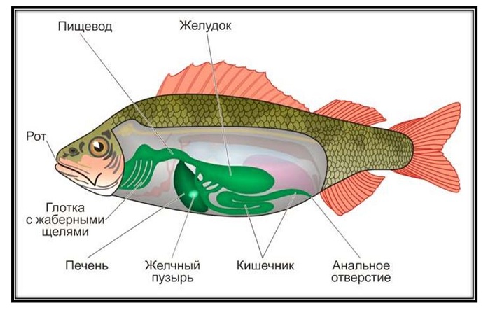 Строение рыбы схема внутренние