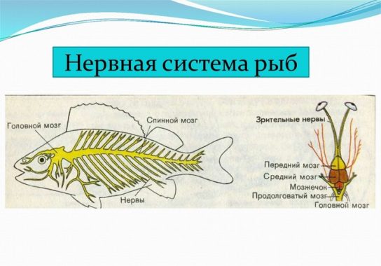 Нервная система рыбы
