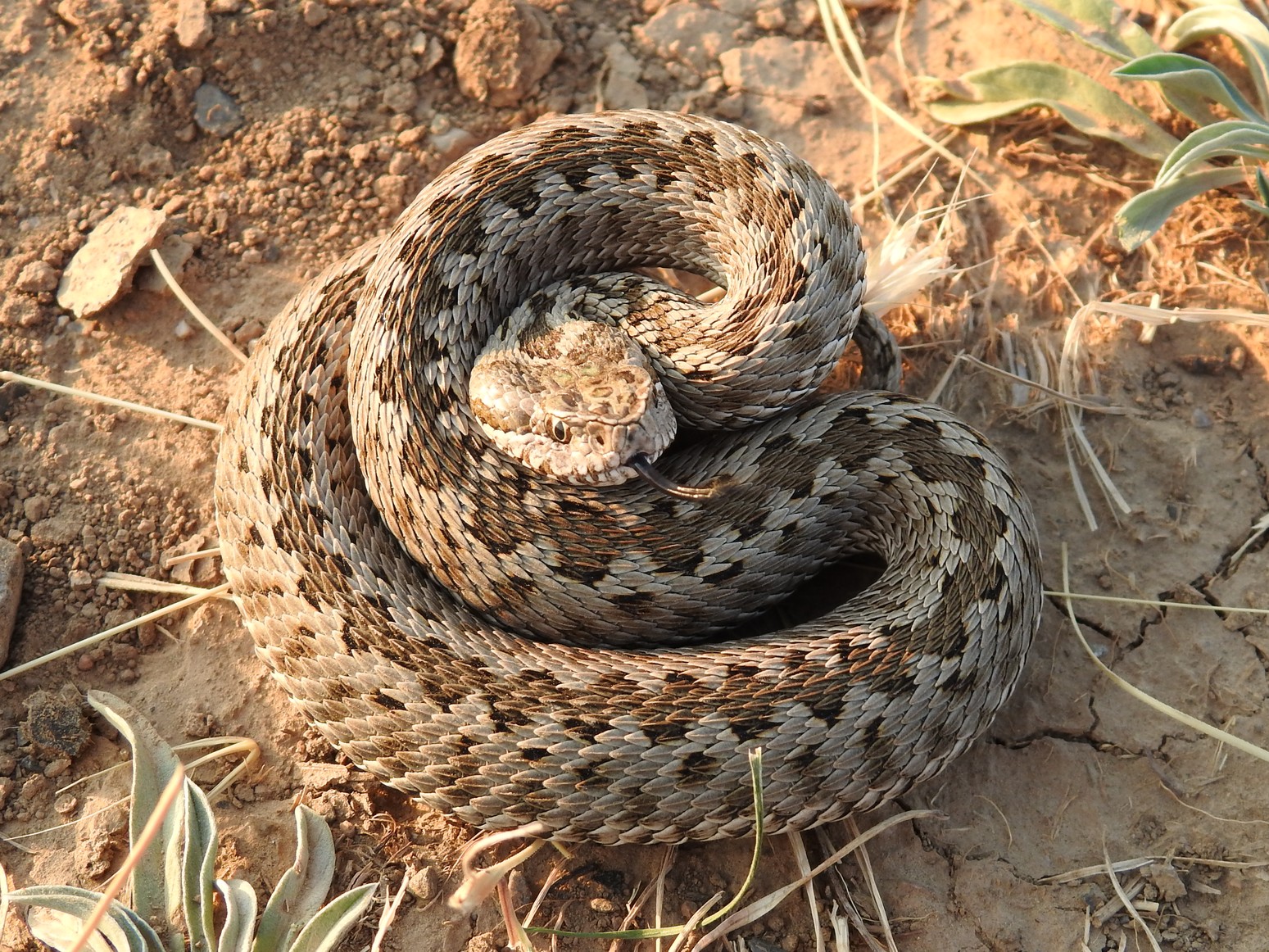 Степная гадюка. Степная гадюка (Vipera Renardi). Восточная Степная гадюка Vipera Renardi (Christoph, 1861). Гадюка Динника. Саратовская Степная гадюка.