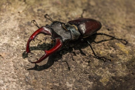 Образ жизни пластинчатоусых жуков