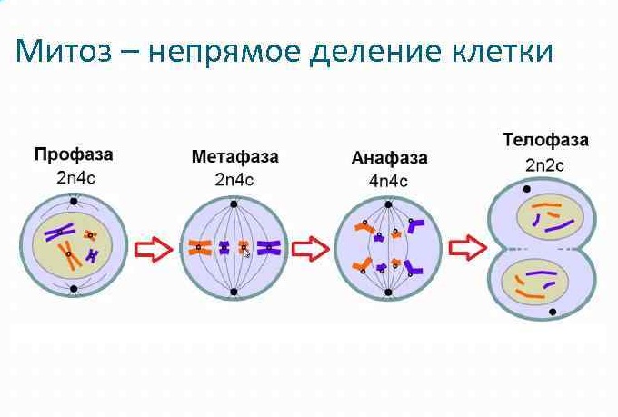 Урок по биологии 10 класс мейоз презентация