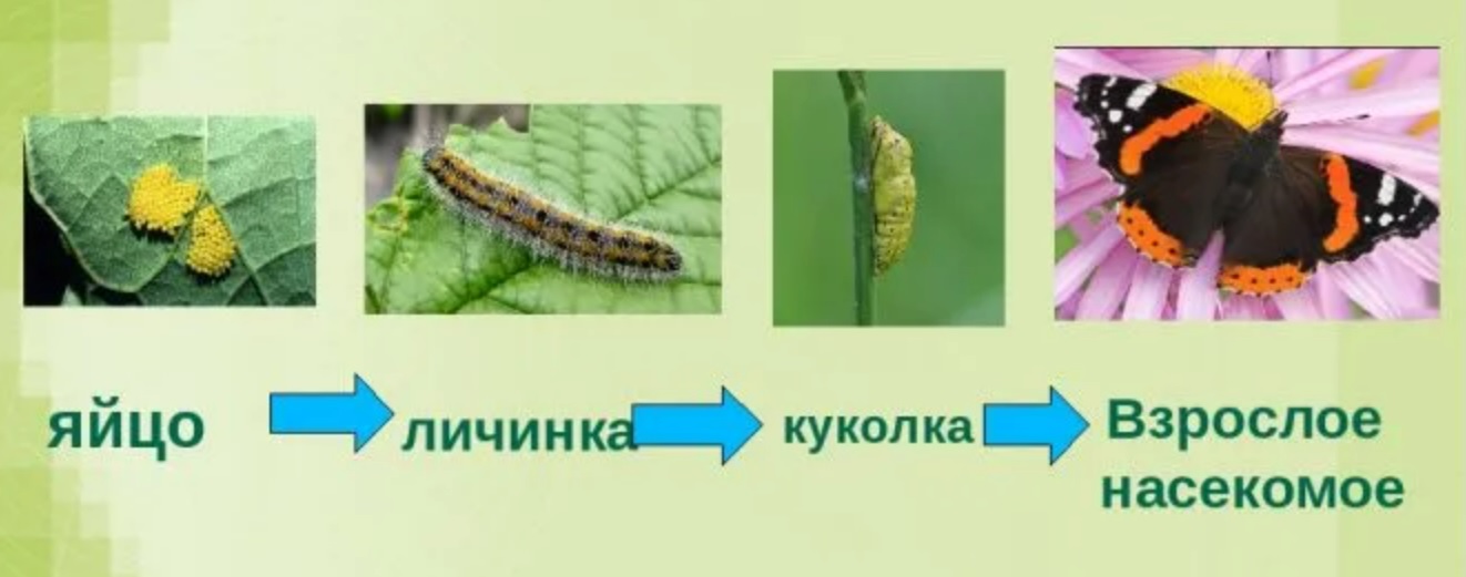 Развитие бабочки капустницы. Чешуекрылые полное превращение. Стадии развития чешуекрылых. Развитие бабочки с полным превращением. Размножение бабочек однодневок.