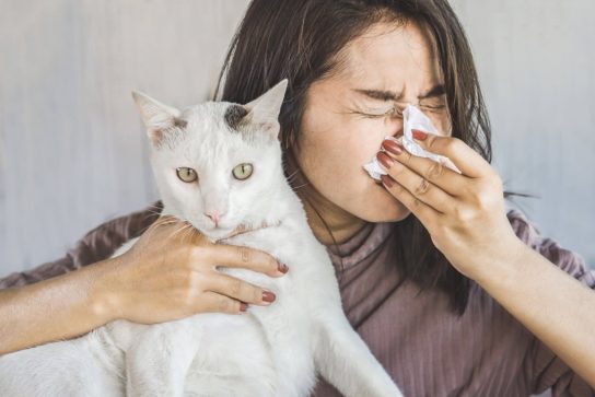 Что провоцирует аллергию на кошек