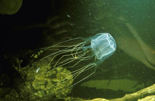 Как выглядит коробчатая медуза