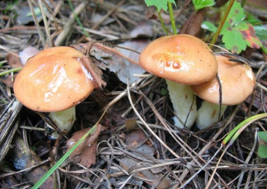Двойники перечного гриба