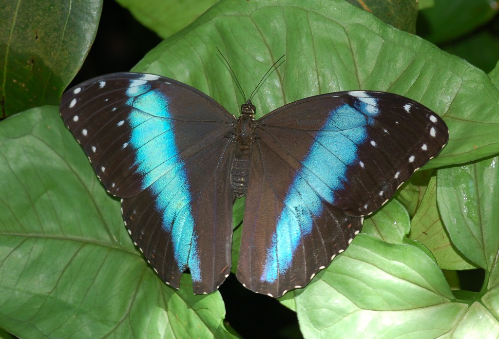Бабочка на букву п. Семейство Нимфалиды бабочки. Бабочка Нимфалида. Нимфалида Орифия бабочка. Нимфалиды чешуекрылые.