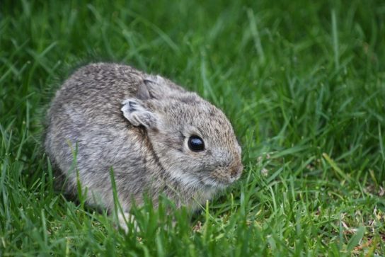 Как размножается бесхвостый кролик