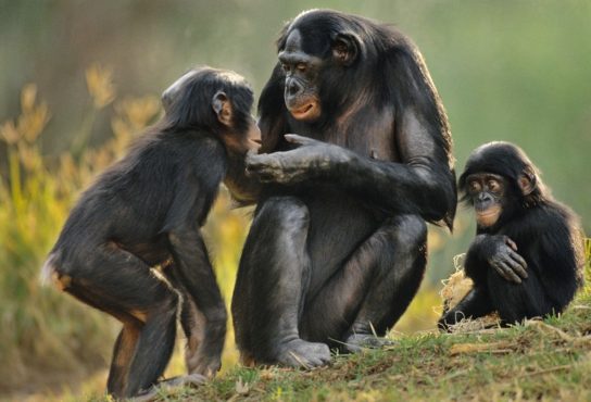 Факты о бонобо