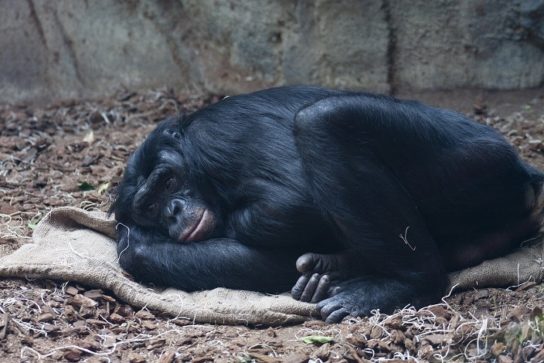 Популяция бонобо