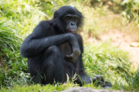 Где обитает бонобо