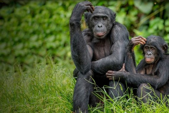 Откуда произошли бонобо