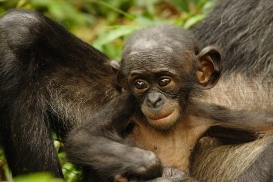 Особенности бонобо