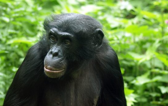 Сообщение о бонобо