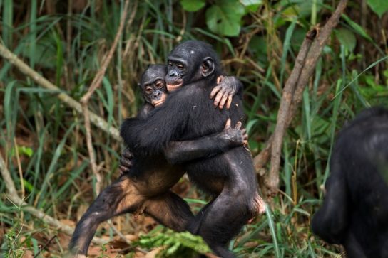 Образ жизни бонобо