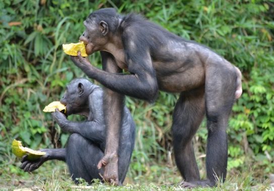 Чем питаются бонобо