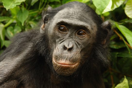 Доклад про бонобо