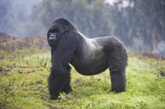 Внешний вид горной гориллы