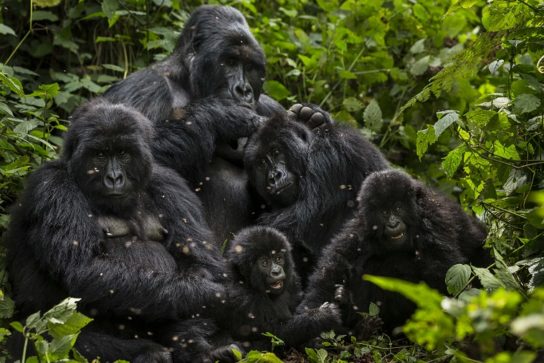 Популяция горной гориллы