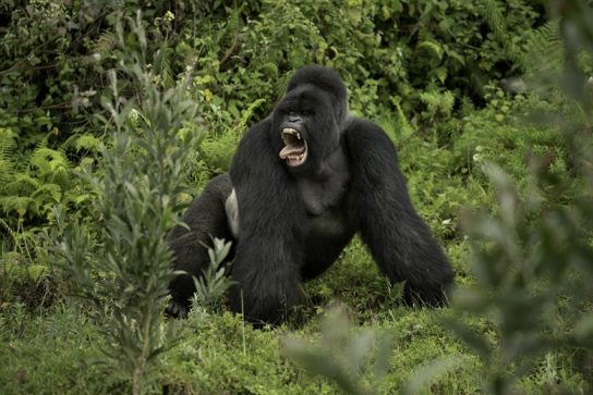Размножение горной гориллы