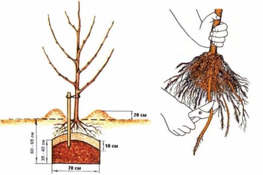 Благоприятное воздействие почвы на корневую систему яблони